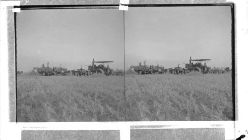 Threshing Rice Near Eagle Lake, Texas