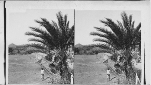 A wild date palm. Mt. Abu. India