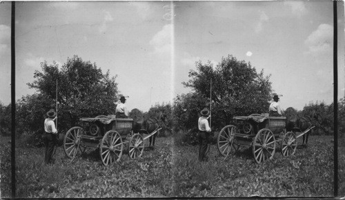 Spraying apple trees - Gosport, Indiana