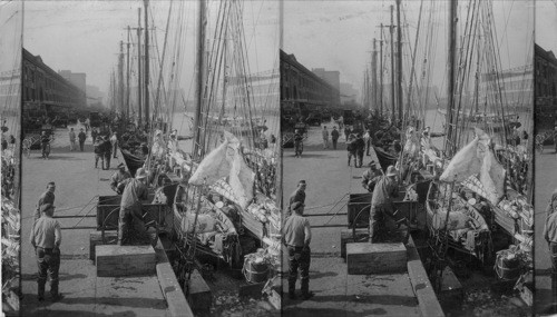 At the Boston Fish Pier - Unloading Halibut 1927