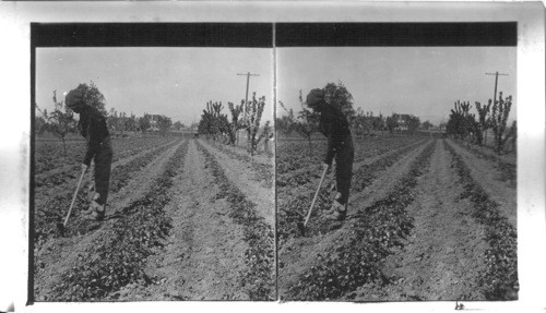 "The Man With A Hoe" - Almost a Novelty on a Modern Farm, Oregon Strawberry Field. Oregon