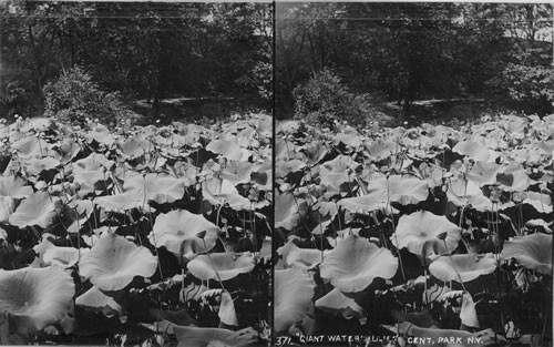 Lotus Pond, Central Park, New York