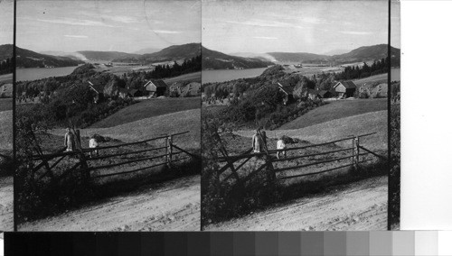 A Telemarken Harvest Scene [potato and grain]. Norway