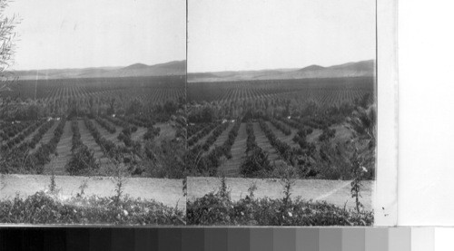 Oranges for a nation, 10,000 acres of orange trees. Redlands