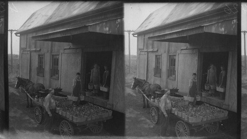 Packing House, Unloading Baskets, Niagara Falls, Ont