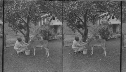 Teaching the Calf too Drink. Pennsylvania