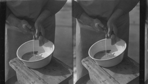 Stripping the male trout into same pan with eggs to fertilizer them. Brown Trout. Penna