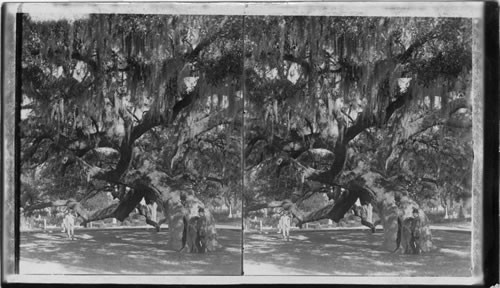 Giant tree and Spanish moss, Savannah, Geo