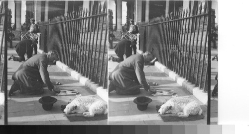 A London sidewalk artist and his dog. London, Eng. Trafalgar sq