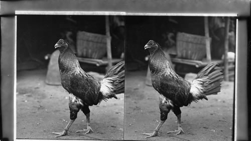 Philippine Game Cock. National Bird of the Philippines. Obsolete Or Otherwise Not Very Usable E E Baker 1929