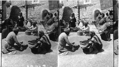 Measuring wheat in a Bibical way- Bethlehem Palestine