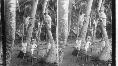 Visayan home in a palm grove forest Island of Cebu. Philippine Islands