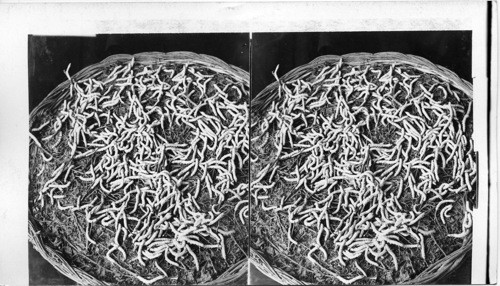 A basket full of wriggling silk worms hungry for the morning meal. Syria