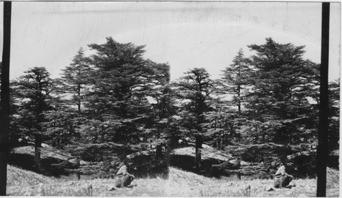 Cedars of Lebanon. Syria