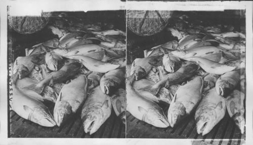 Chinook Salmon on the floor of a great cannery. Astoria, Oregon