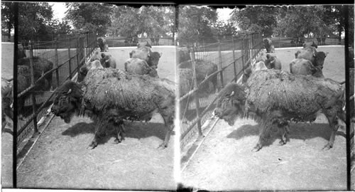 A Herd of Buffalo in a Park, Colorado