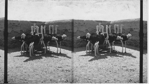 Full-grown Black Ostriches of Soudan, Cairo, Egypt