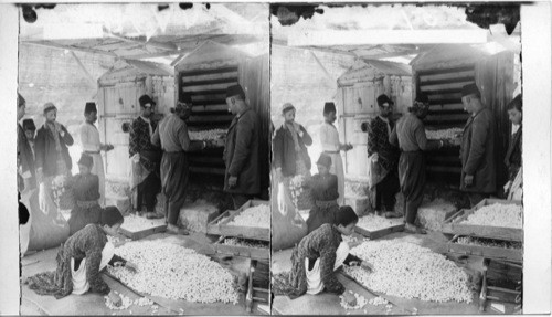 Deadening worms in silk cocoons by steam. Antioch, Syria