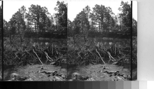 Beaver dam near Meadville