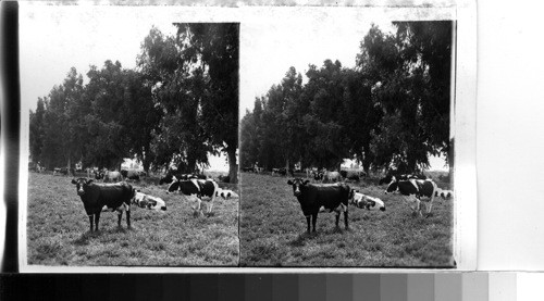 California. A Mixed Herd of Holstein and Shorthorn Cattle in Fresno C., Calif