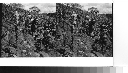 Picking tobacco on a farm in the mountainous region of east-central Puerto Rico, between Cayey and Aibonita