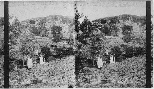 The Hill of Calvary, outside the Wall of Jerusalem, Palestine