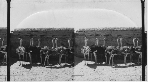 Full grown black ostriches of Soudan, Cairo, Egypt