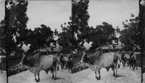 East Indian Cattle Farm of Hon. Evelyn Ellis, Montpelier, Jamaica