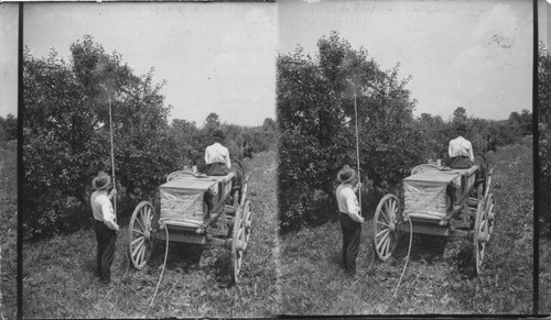 Applying Summer Spray on a 13 yr. old tree of Jonathan Apples, Gosport, Ind