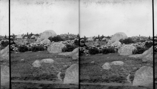 Glacial Boulders in Dogtown Common, Cape Ann. Mass