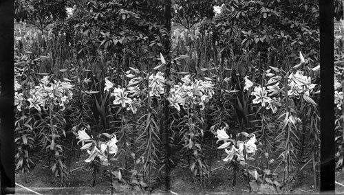 Columbian Exposition, Chicago Ill. [Tall grass, lilies, trees and shrubs.]