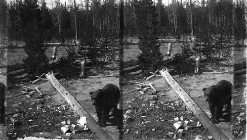 Bear. Yellowstone National Park. Wyo