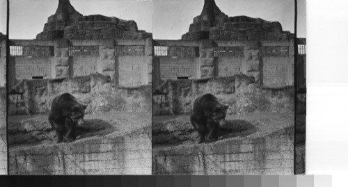 Siberian brown bear. London Zoo