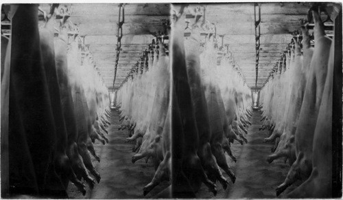 Dressed Hogs Hanging in Cold Storage in a packing plant, Chicago, Ill