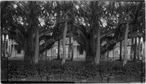 Banyan Tree. Hawaii (?)