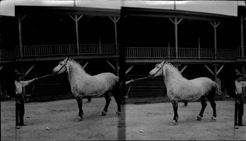 King of Percherons. La. Purchase Exposition. St. Louis, Mo