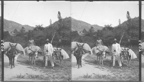 Pack burros at Frincheas laden with coffee from an interior coffee plantation. Venezuela