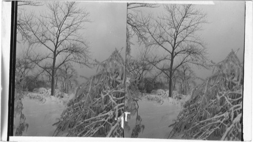 Snow covered shrubbery in a Chicago Park