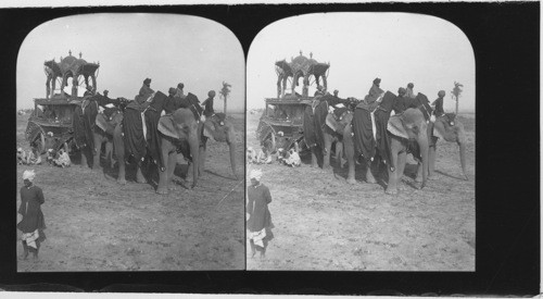 Elephant Cart in India