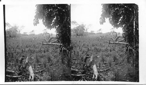 A rice field in a shiftless section of the Canal Zone. Panama