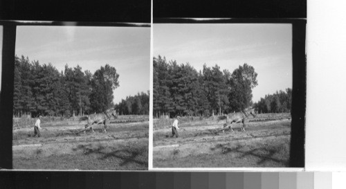 Finland - plowing oats on a small farm in central Finland