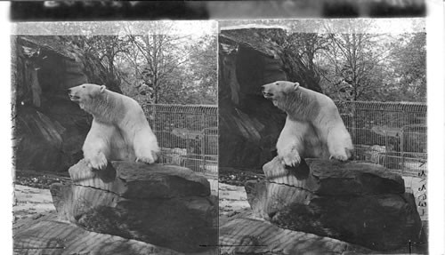 Polar Bear in Bronx Park showing pose characteristics of this species. N.Y.C