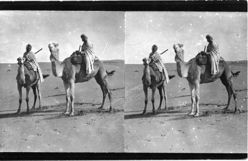 Camels and Riders on the Sahara Desert, Egypt