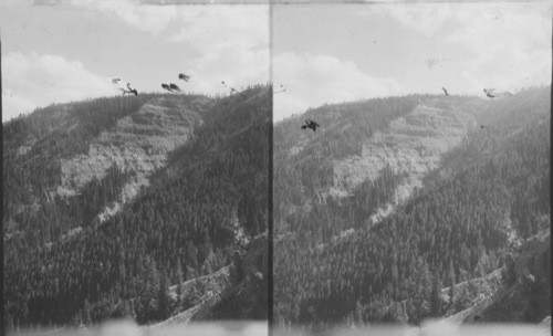 Looking S.E. at the exposed declivity of Specimen Ridge where the Fossil Forest has been uncovered by erosion, Yellowstone Nat. Park, Wyo. Nothing could tell more graphically than the view from this point the story of the successive forests which grew above another on the sloped of this ridge, only to be successively submerged by outpourings of lava from the enormous volcanic crater which once, in a remote geological era, was active on the other side of Specimen Ridge, in the direction in which we are looking. Exposed fossil tree trunks are numerous in the face of this cliff and one of them may be plainly seen close to the left end of the sheer wall, just beneath living pines which are growing on the surface of the ridge. (Lat. 45N; Long. 110W)