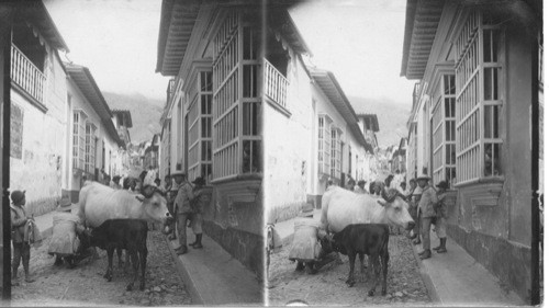 In the narrow streets of La Guaira, Venezuela, S.A. Native method of distributing milk unadulterated