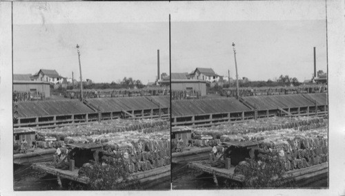 River Barges Laden With the Crop of Texas Cotton Fields. Texas