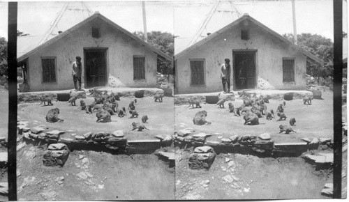 Wild Monkeys fed by fakir attendant of Monkey-god Temple. Jacko-Jogee and his neighbors. Simla India