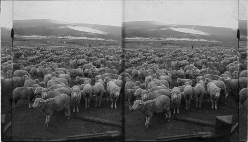 The Great Sheep District, Whitman Co. Wash