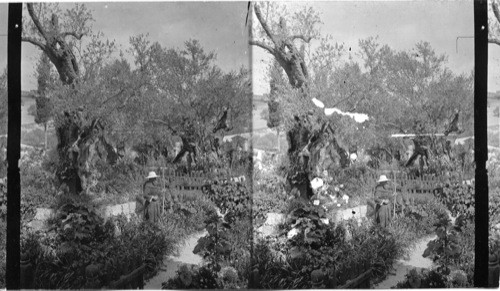 Old Olive Trees- Garden of Gethsemane - Jerusalem, Palestine