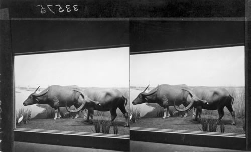 Asiatic water buffalo, collected by Theodore Roosevelt, field Museum of Natural History, Chicago